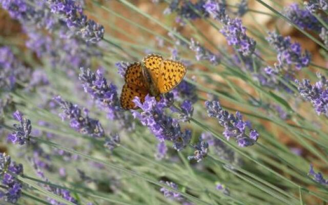 Villa Verbanicum in Vrbnik
