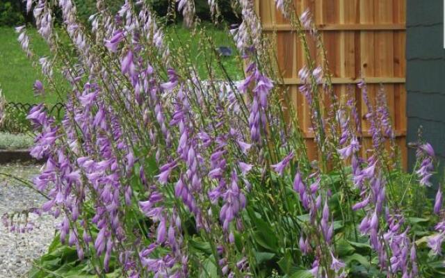 Julians English Homestay and Pension