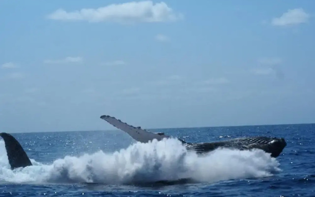 cosybe villas Accmmodation