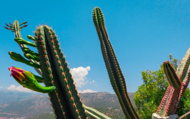 Villa Kaktus