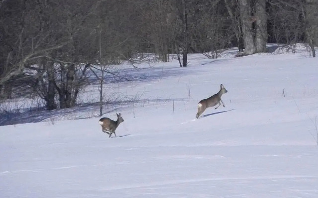 Casa Narauni - Chalet nel Bonis