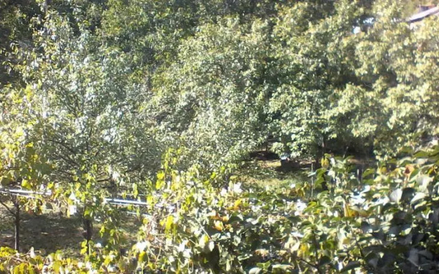 Borjomi Likani Homestay