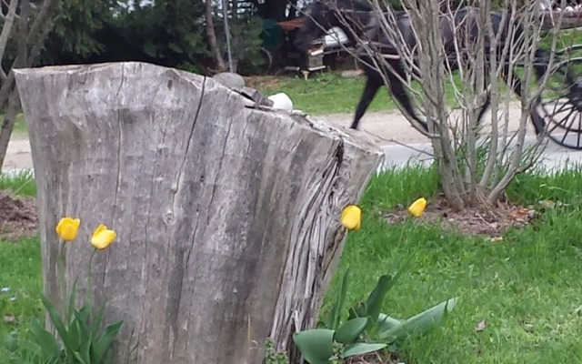 Saugeenview Family Getaway