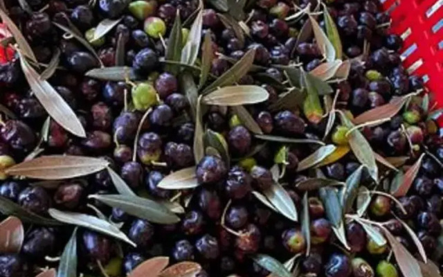 "la Casa Delle Bimbe"