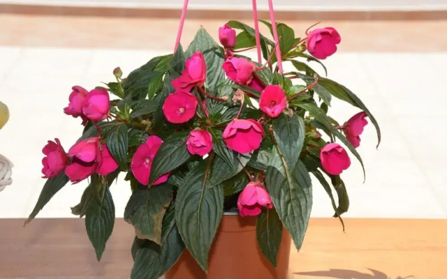 Kostaspant Apartment