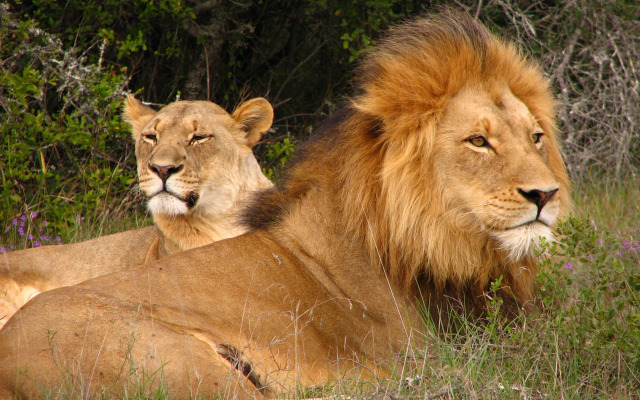 The Safari Lodge