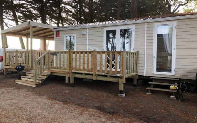 Becassine des Marais