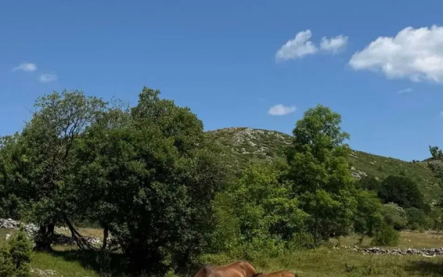 Guest House Etno Village Milogora