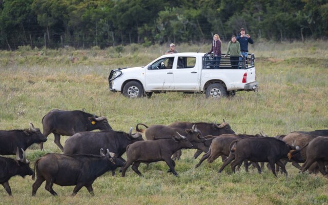 Elephants Lodge - Bellevue Forest Reserve