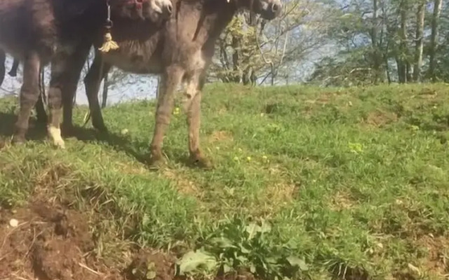 Corte Breda Agriturismo Bed & Breakfast