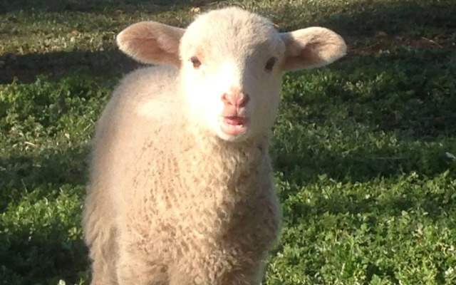 Seppelts View Cabins