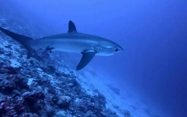 Tiger Shark Residence - photo 3