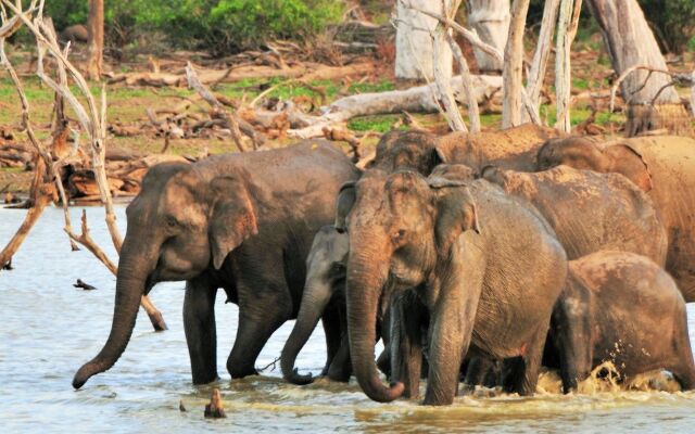 Back of Beyond - Safari Lodge Yala