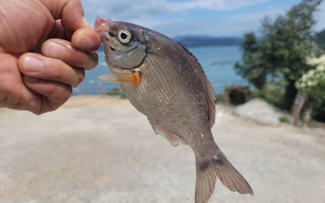 Yeosu Geumpa Pension