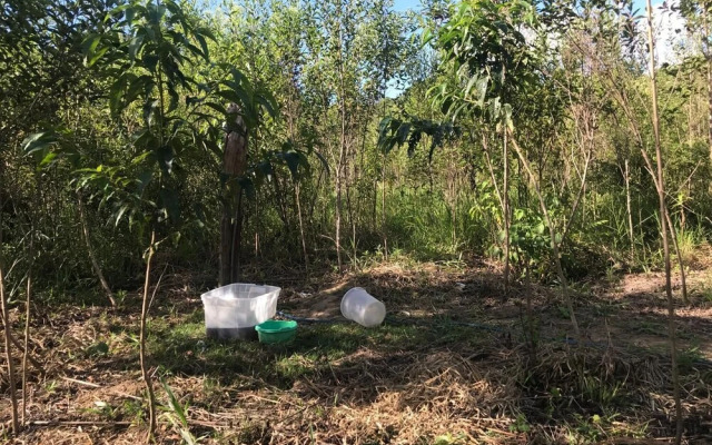 Ayahuaska
