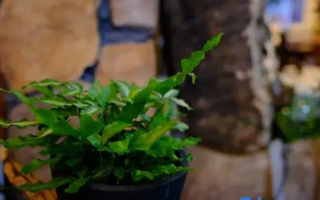 Xianju County, this evening, Hexi Inn