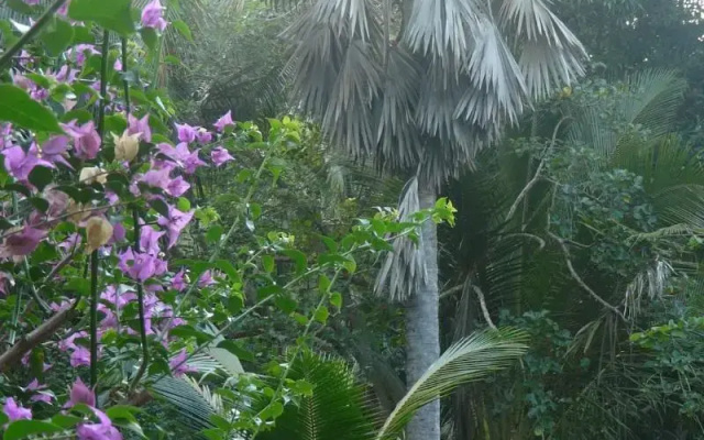 Le Jardin Maore