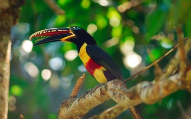 Tambopata Lodge