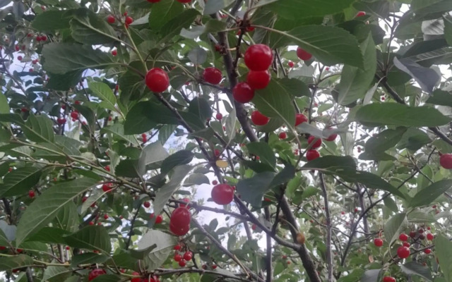 Waterfall in the yard