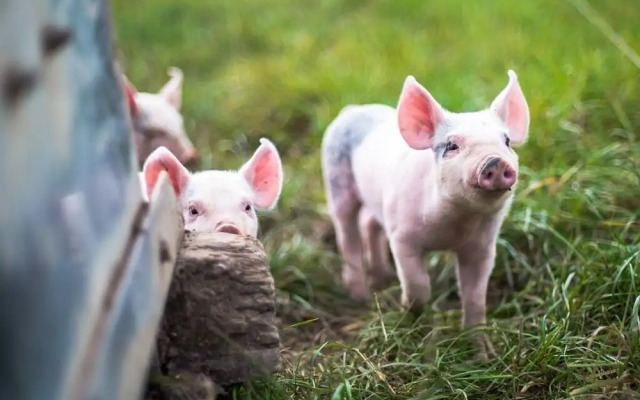 Helen Browning's Royal Oak