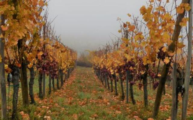 Le Grenier Des Arômes Au Domaine Wittmann