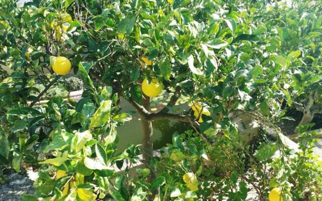 Sole e Fiori di Sicilia