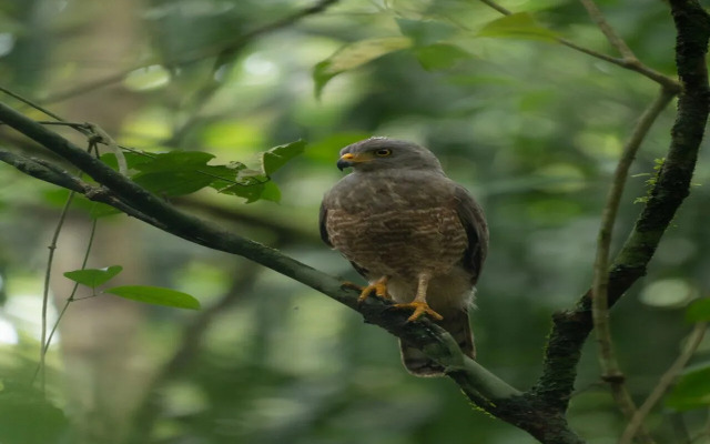 Hotel Serendipity tortuguero