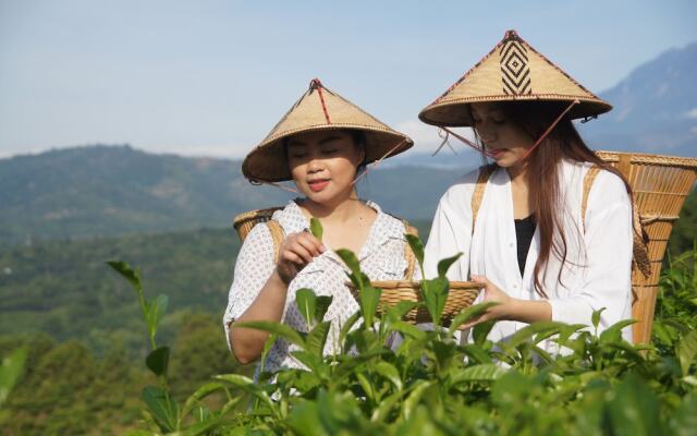 Sabah Tea Garden