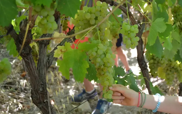 Clos des Coustoulins