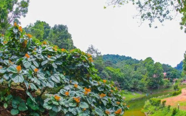 Rain Country Resort