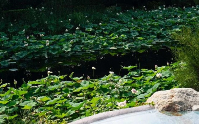 Tranquil 1BR Villa in Revislate