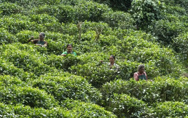 08 Acre Private Tea Estate Close To Galle