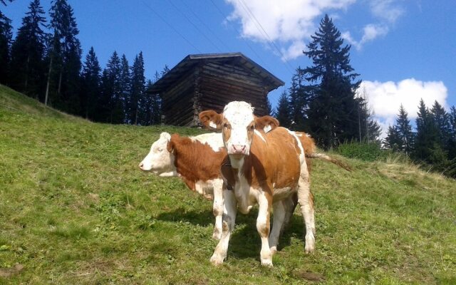 Spacious Farmhouse In Westendorf With A Mountain View