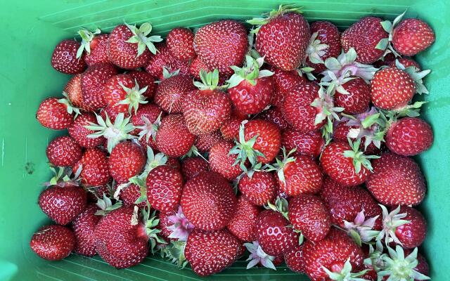 Гостевой комплекс Сосны