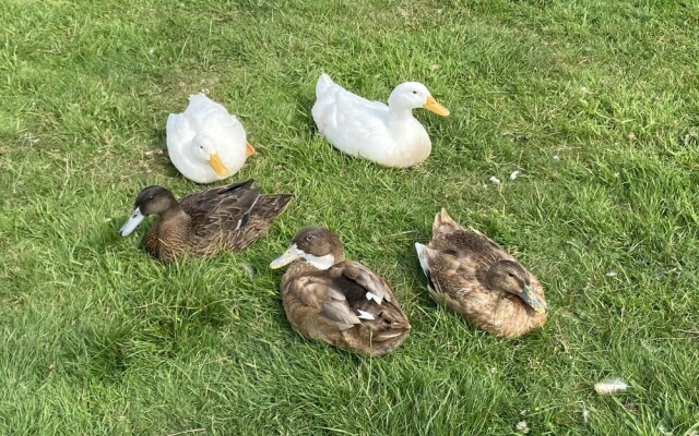 Swift Vogue Edition Caravan