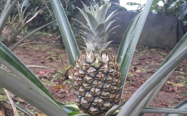 Rio Celeste Family Lodge