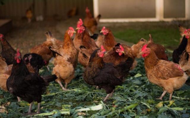 Agroturystyka Nowy Kraków