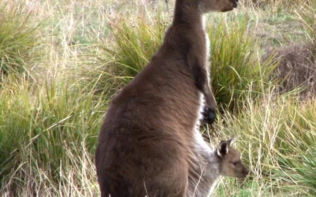 The Open House Accommodation Kangaroo Island