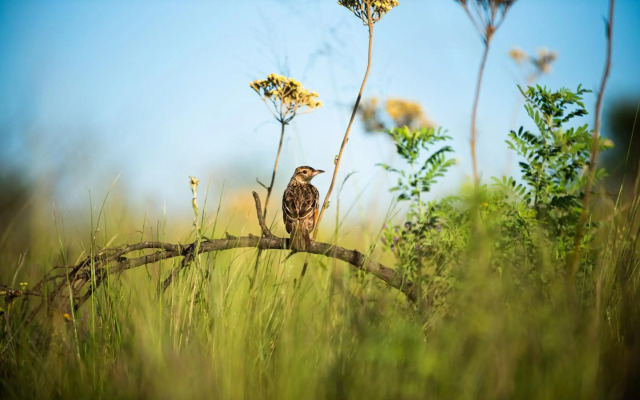 Tala Game Reserve