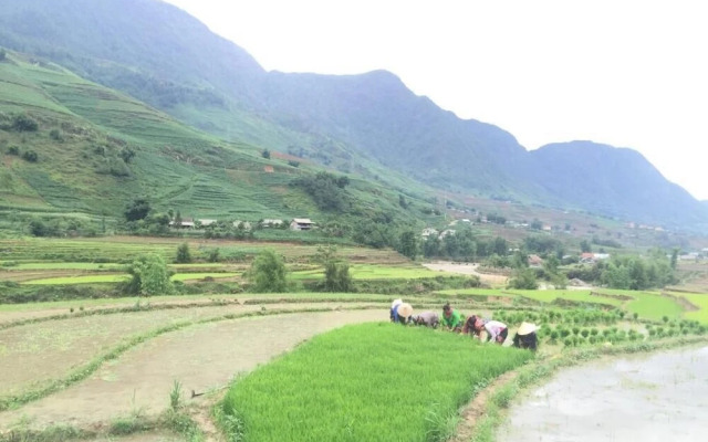 Golden Rice Garden Sapa