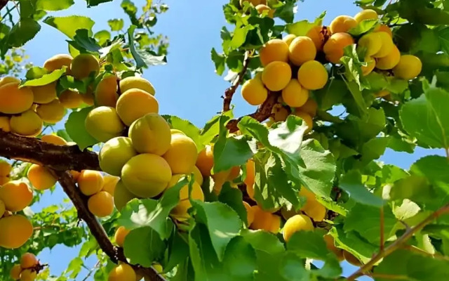 The Orchard at Oliver