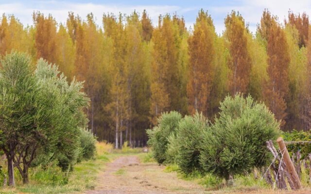 Marale Wine Hotel Boutique