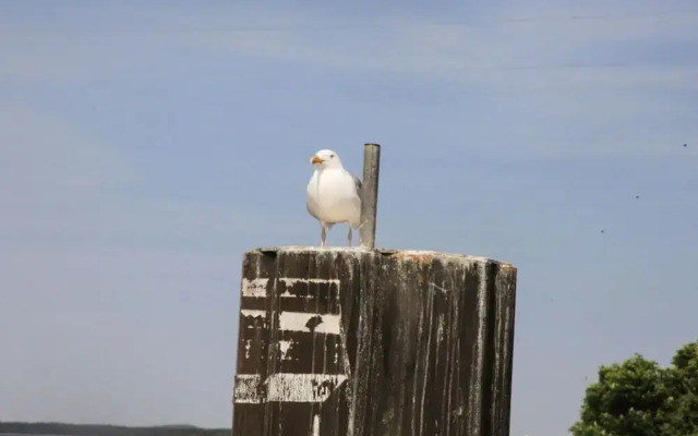 Ostseebrandung - Haus Seestern
