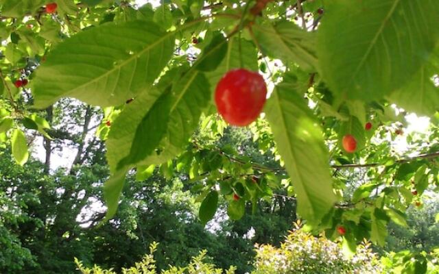 Mas de Cocagne en Provence