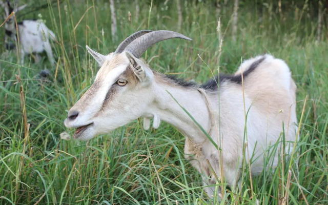 Słoneczna Zagroda - Sunny Ridge Farm