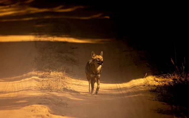 The Untamed Bandhavgarh by TUTC