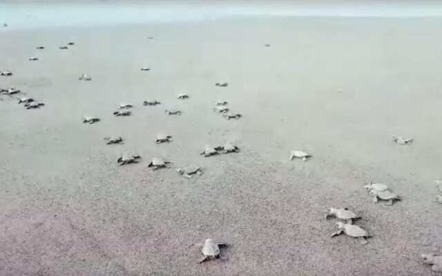 Paraiso del Cocodrilo