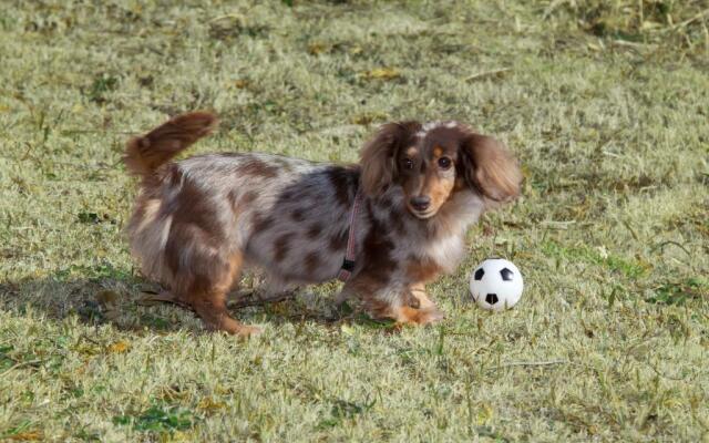 Izu Ippeki lake lakeside terrace