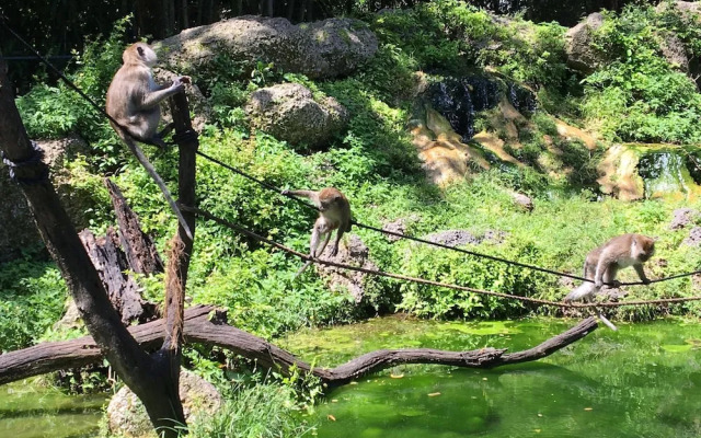 The Wonderkoi House A Magical Japanese Koi Garden