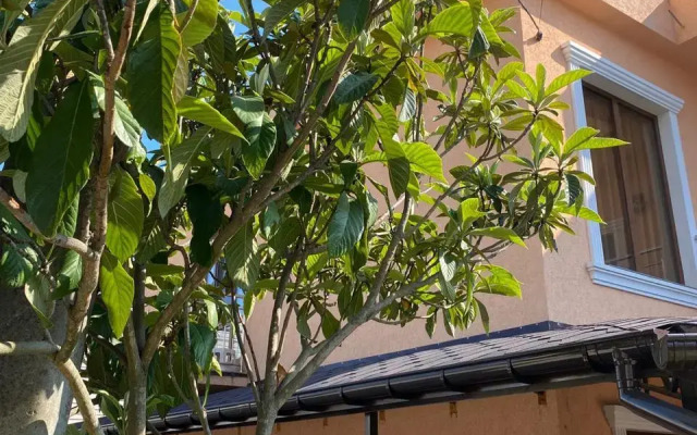 Rosa Home Loo Guest House